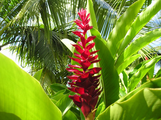 Обои картинки фото tahiti, цветы