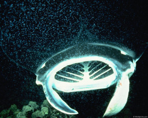 Картинка животные рыбы