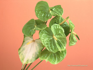 Картинка цветы антуриум цветок фламинго