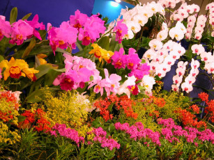 Картинка цветы орхидеи