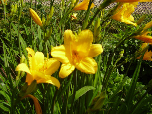 Картинка лилейник цветы лилии лилейники