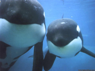 Картинка животные косатки