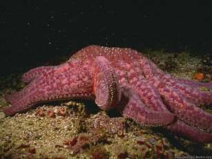 Картинка животные морские звёзды