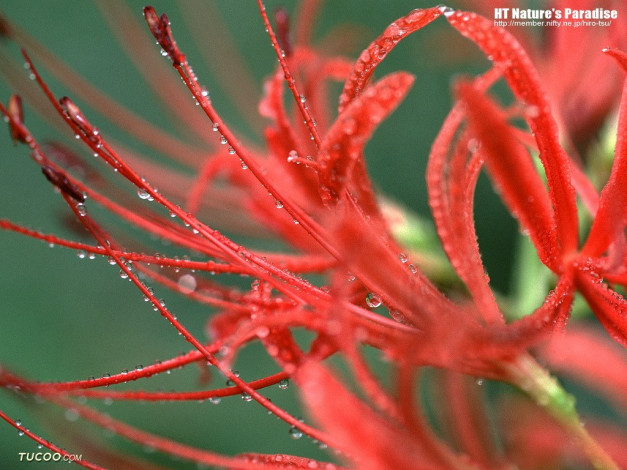 Обои картинки фото цветы, лилии, лилейники