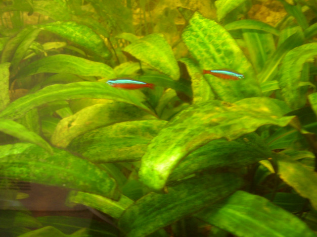 Обои картинки фото красный, неон, животные, рыбы