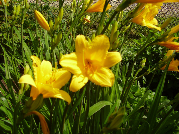 Обои картинки фото лилейник, цветы, лилии, лилейники