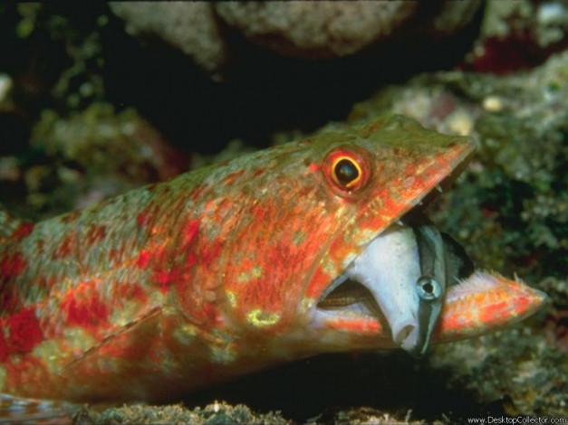 Обои картинки фото животные, рыбы