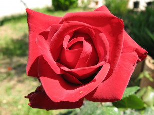 Картинка цветы