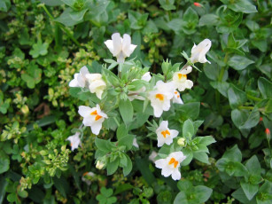 Картинка цветы