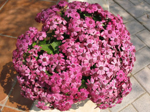 Картинка цветы цинерария