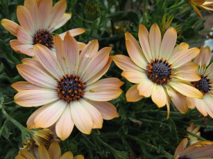 Картинка цветы диморфотеки