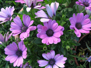 Картинка цветы диморфотеки