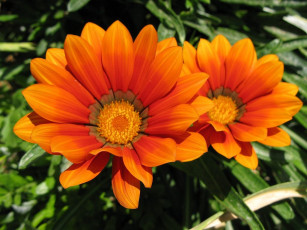 обоя цветы, газания