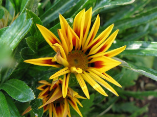 Картинка цветы газания