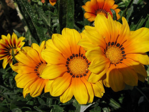 обоя цветы, газания