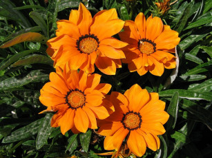 Картинка цветы газания