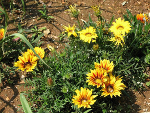 Картинка цветы газания