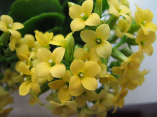 Картинка цветы каланхоэ