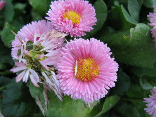 Картинка цветы маргаритки