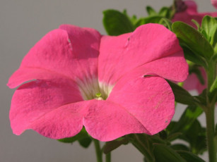 Картинка цветы петунии калибрахоа