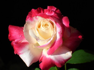 Картинка цветы розы