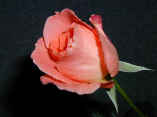 Картинка цветы розы