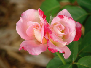 Картинка цветы розы