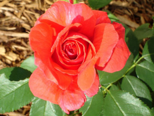 Картинка цветы розы