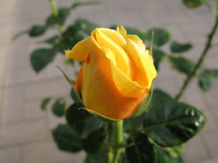 Картинка цветы розы