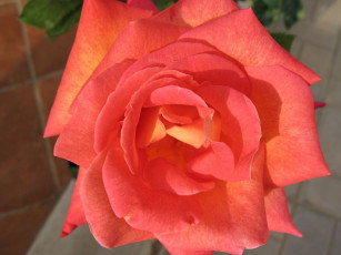 Картинка цветы розы