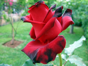 Картинка цветы розы