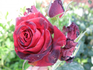 Картинка цветы розы