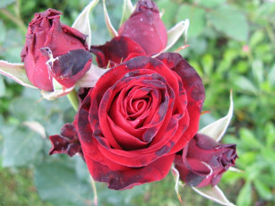 Картинка цветы розы