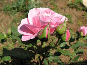 Картинка цветы розы