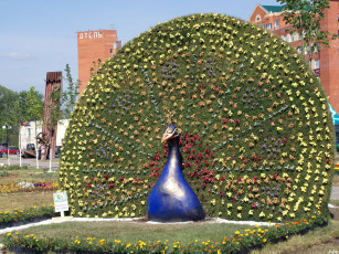 Картинка павлин цветы разные вместе