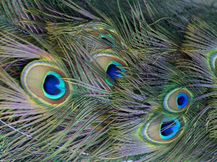 Картинка перья павлина разное