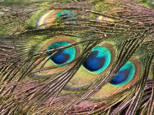Картинка перья павлина разное