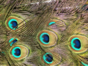 Картинка перья павлина разное