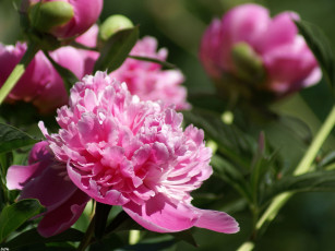 Картинка пион цветы пионы