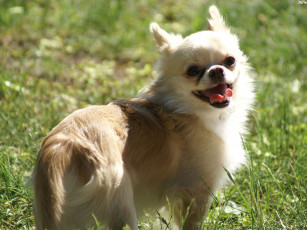 Картинка собачка животные собаки