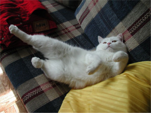 Картинка животные коты