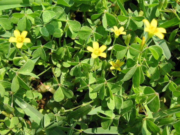 Обои картинки фото цветы