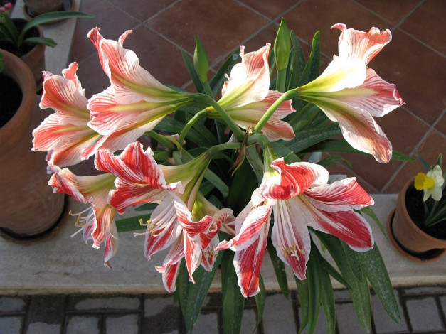 Обои картинки фото цветы, амариллисы, гиппеаструмы