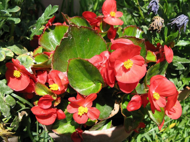 Обои картинки фото цветы, бегония