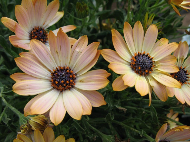 Обои картинки фото цветы, диморфотеки