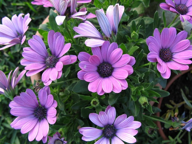 Обои картинки фото цветы, диморфотеки