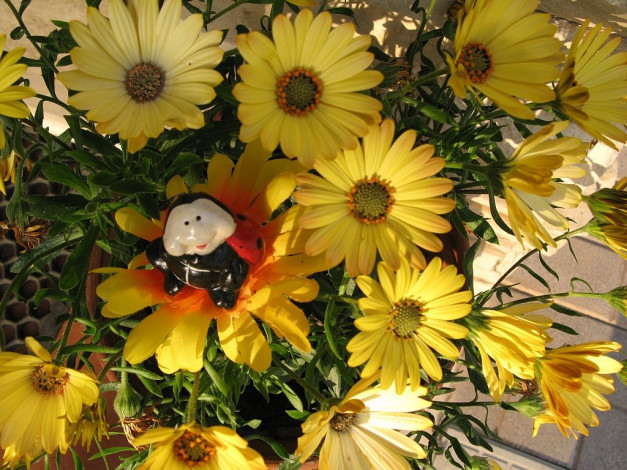 Обои картинки фото цветы, диморфотеки