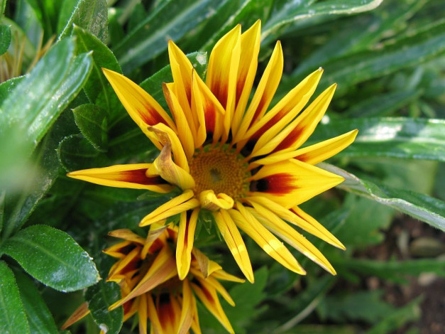 Обои картинки фото цветы, газания