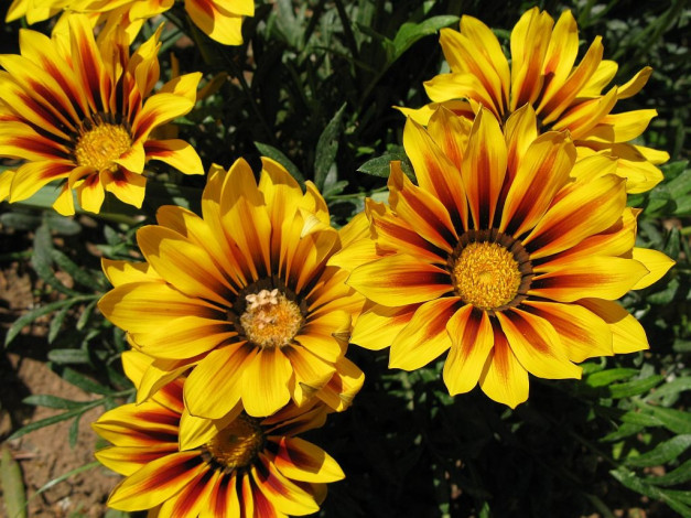 Обои картинки фото цветы, газания