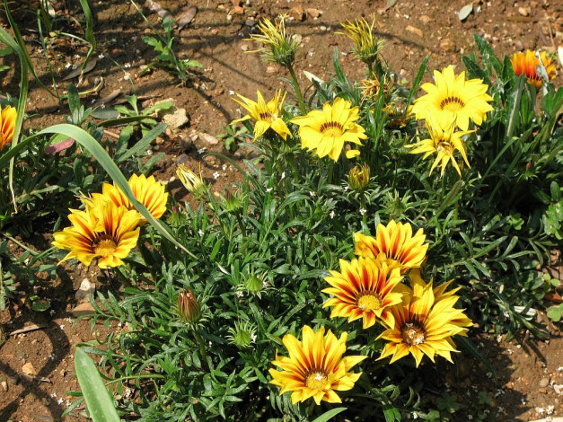 Обои картинки фото цветы, газания